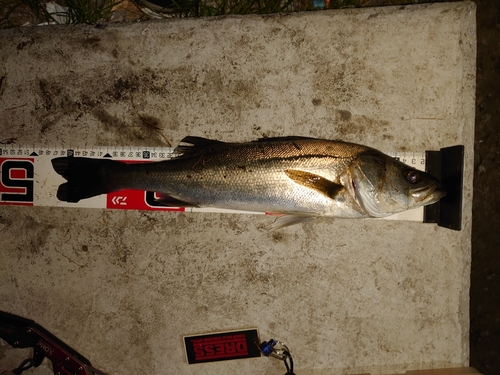 シーバスの釣果