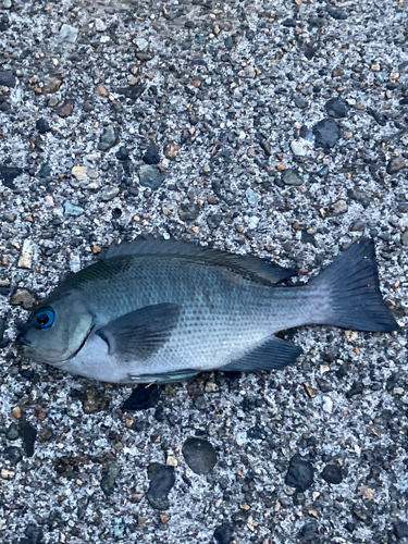 グレの釣果