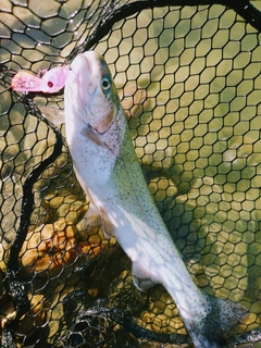 ニジマスの釣果