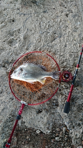 キチヌの釣果