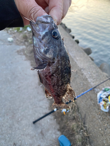 ムラソイの釣果