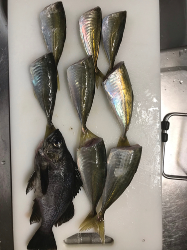 アジの釣果