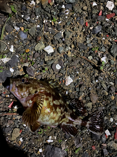 カサゴの釣果