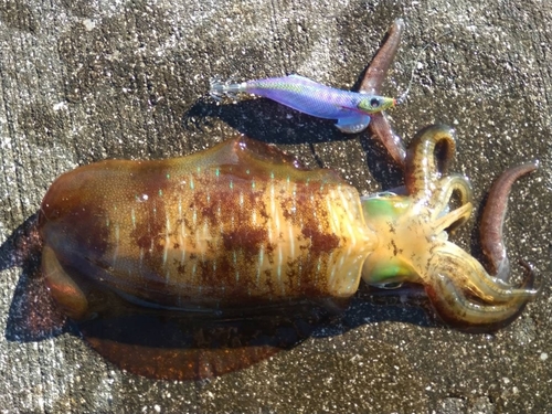 アオリイカの釣果