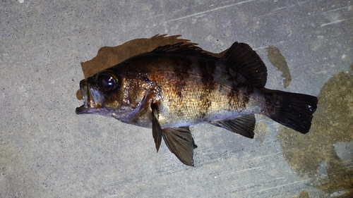 メバルの釣果