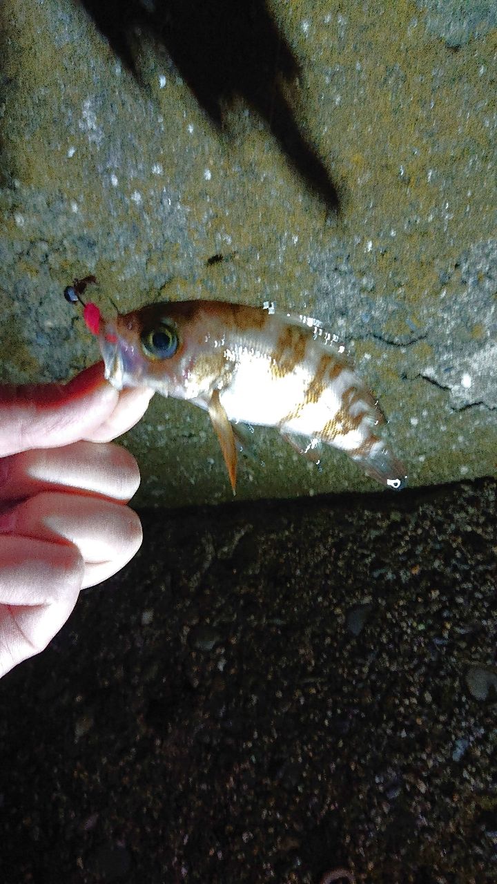 メバル