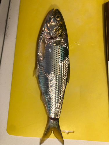 コノシロの釣果