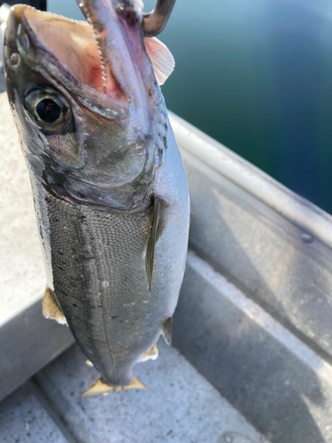 ビワマスの釣果