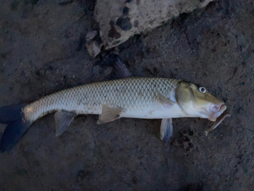 ニゴイの釣果