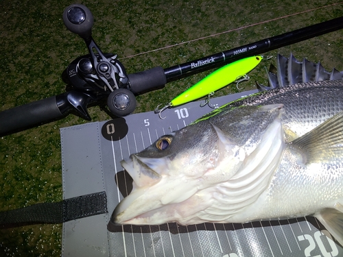 シーバスの釣果