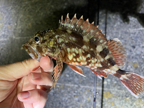 カサゴの釣果