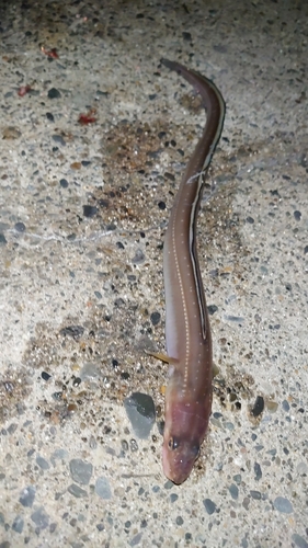 アナゴの釣果