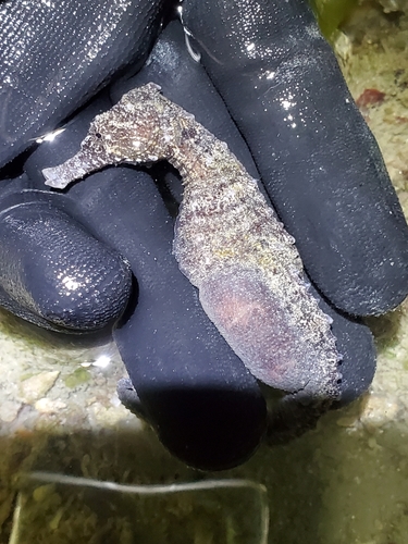 タツノオトシゴの釣果