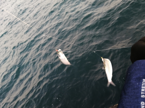 コハダの釣果