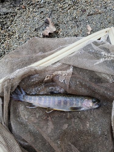 イワナの釣果