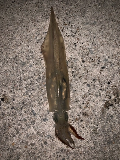 ヤリイカの釣果