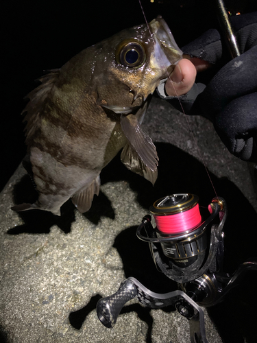 メバルの釣果