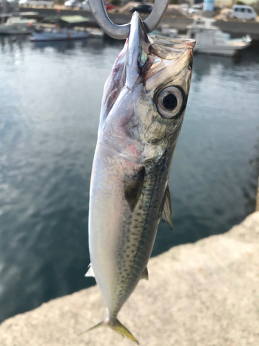 サバの釣果