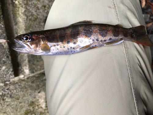 アマゴの釣果