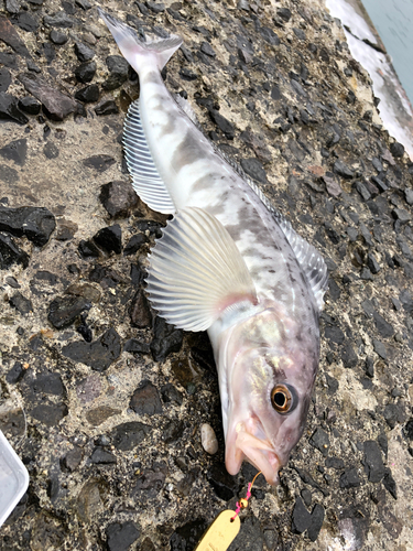 ホッケの釣果