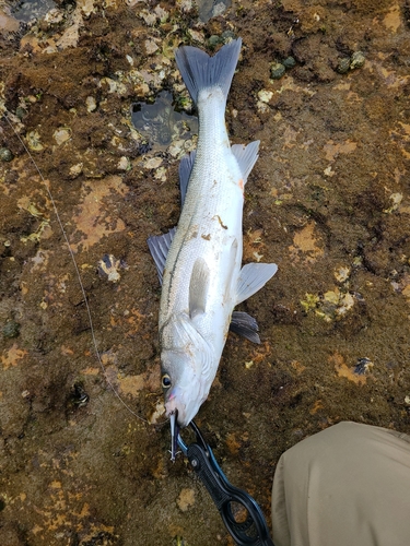 マルスズキの釣果