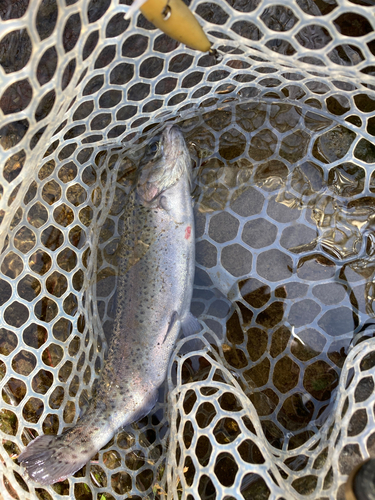 ニジマスの釣果