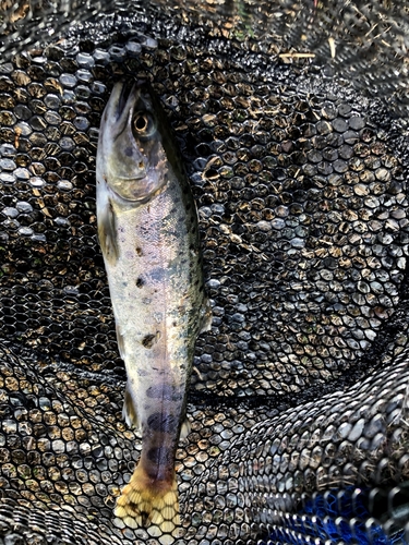 ヤマメの釣果