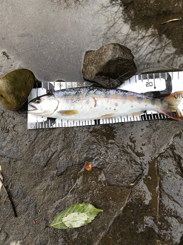 ニジマスの釣果