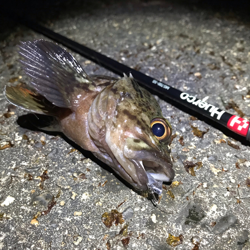 ソイの釣果