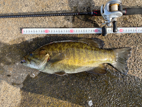 スモールマウスバスの釣果