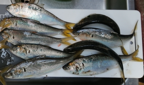 コノシロの釣果