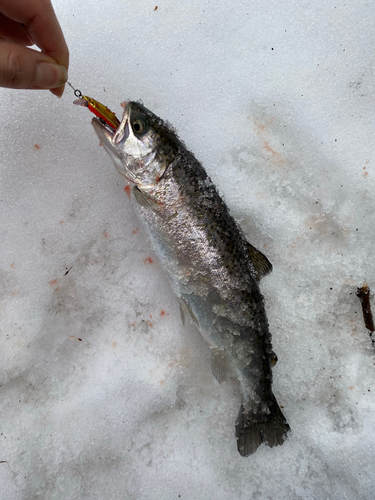 ヤマメの釣果