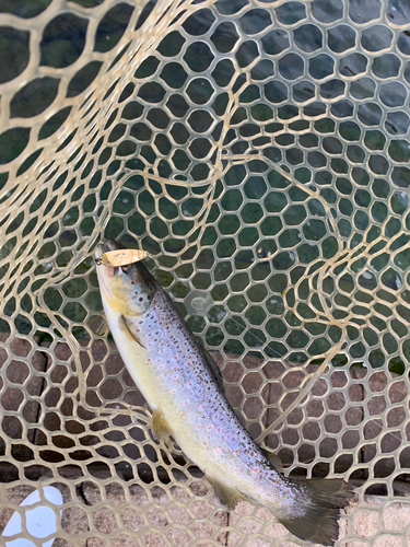 ブラウントラウトの釣果