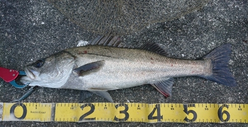 シーバスの釣果