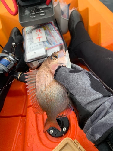 カワハギの釣果