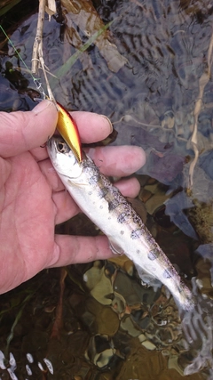 ヤマメの釣果