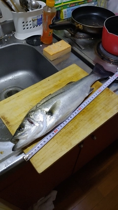 フッコ（ヒラスズキ）の釣果