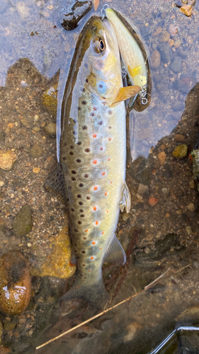 ブラウントラウトの釣果