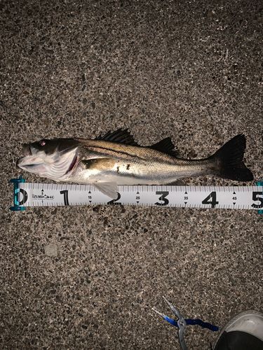 シーバスの釣果