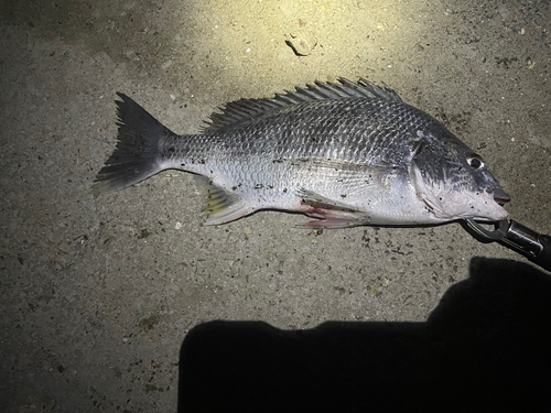 チヌの釣果