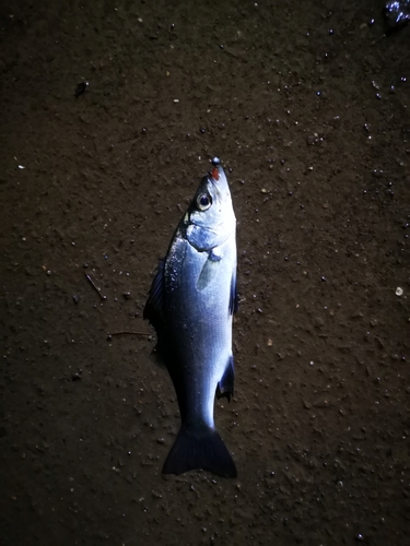 セイゴ（マルスズキ）の釣果