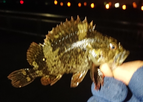 ムラソイの釣果