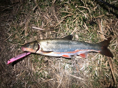 マルタウグイの釣果