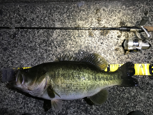 ブラックバスの釣果