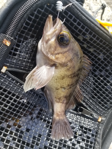 メバルの釣果