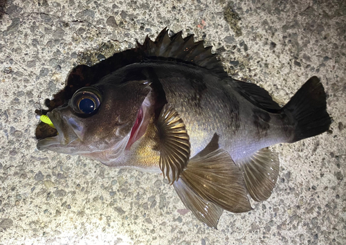 メバルの釣果