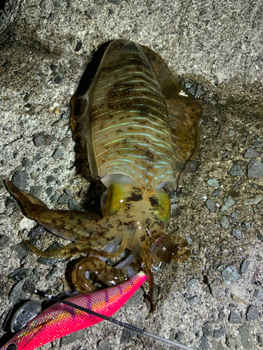 アオリイカの釣果