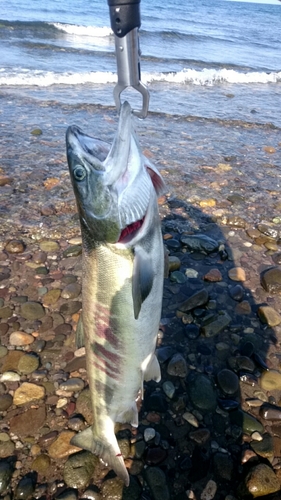 サケの釣果