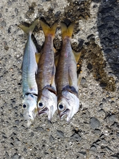 クロムツの釣果