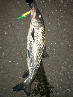 ニゴイの釣果